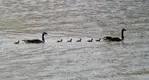 GeeseOnTheLake