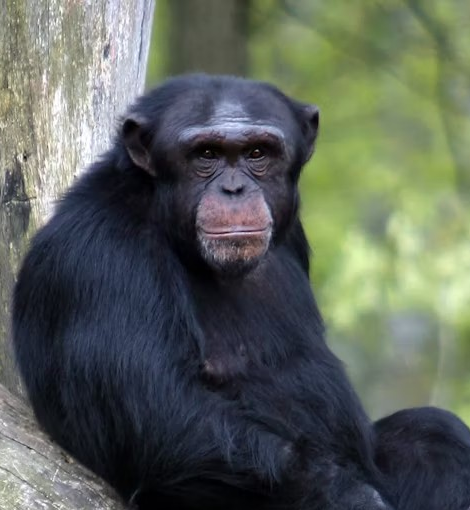 Chimpanzee
