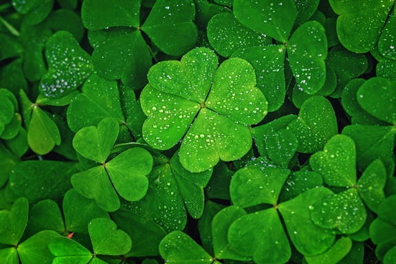 Four Leaf Clover