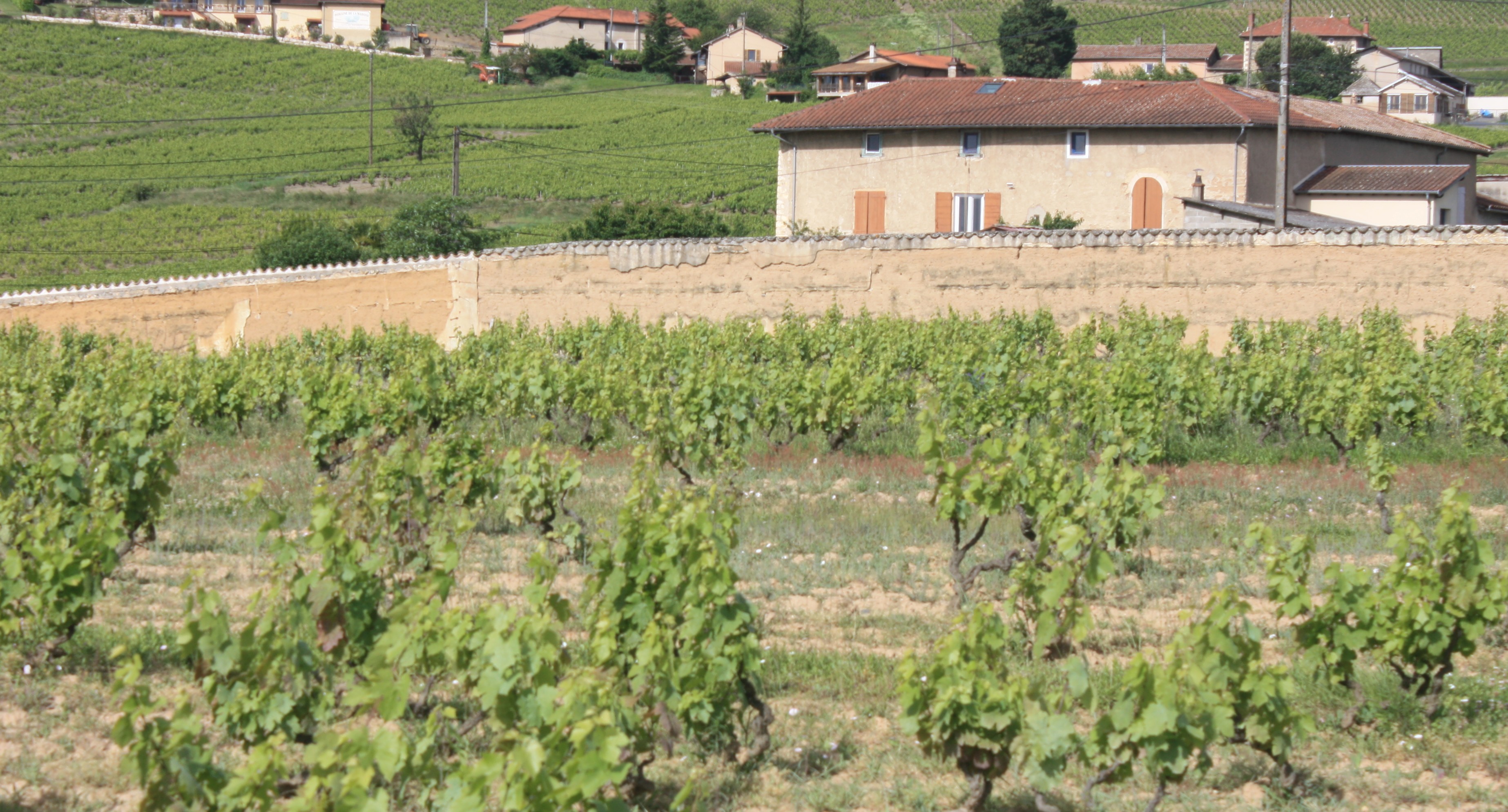 French Vineyard