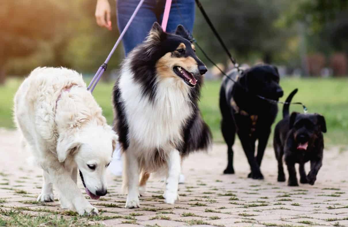 Pet Sitting